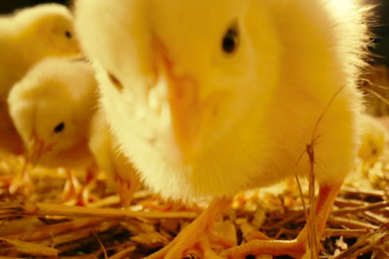 /media/18172/albert_kralovskekure_slider