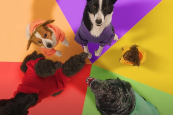 /media/ck2nu1c0/louie