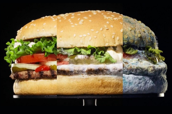 /media/11806/themoldyburger