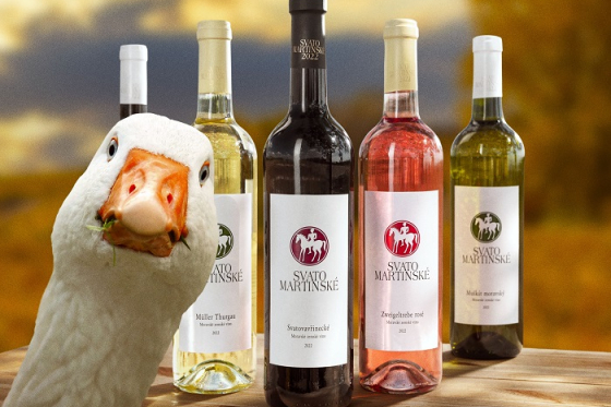 /media/22900/svatomartinske_bez-lidi