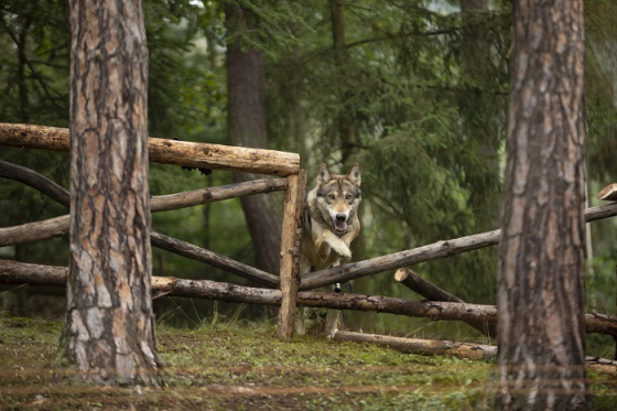 /media/13904/radegast_ratar_2020