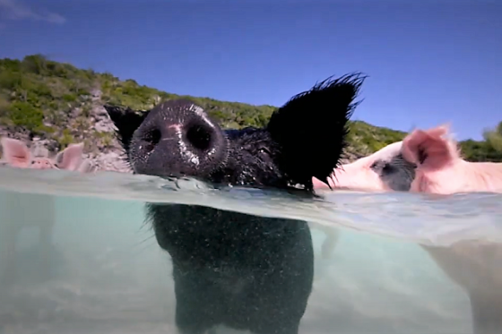 /media/15316/fio-banka