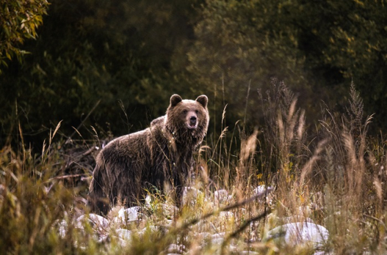 /media/sltnjxi3/lebo-medveď