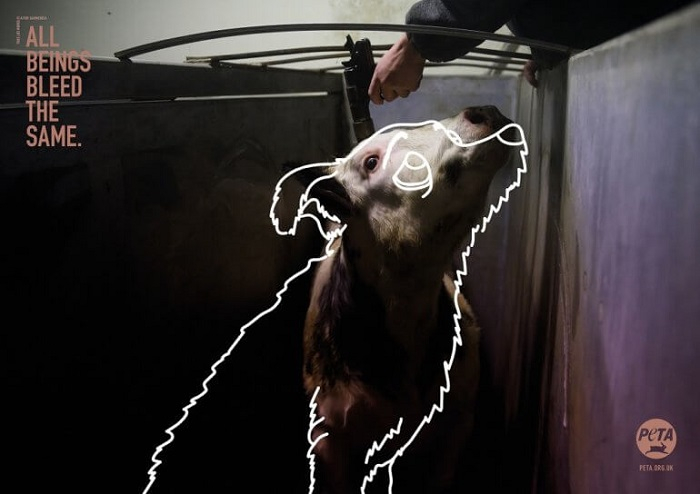 /media/8201/peta