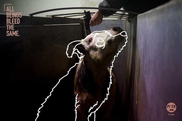 /media/8377/peta