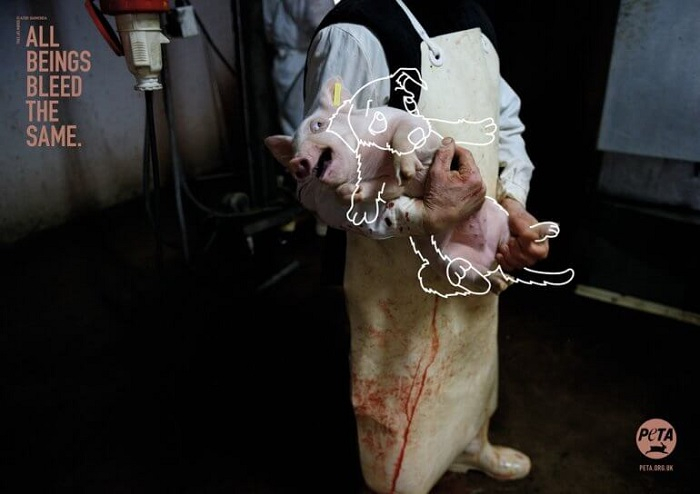 /media/8202/peta_2