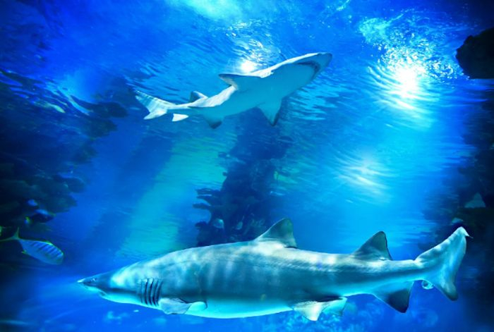 /media/0dxejpyh/love-nature_ifc-media