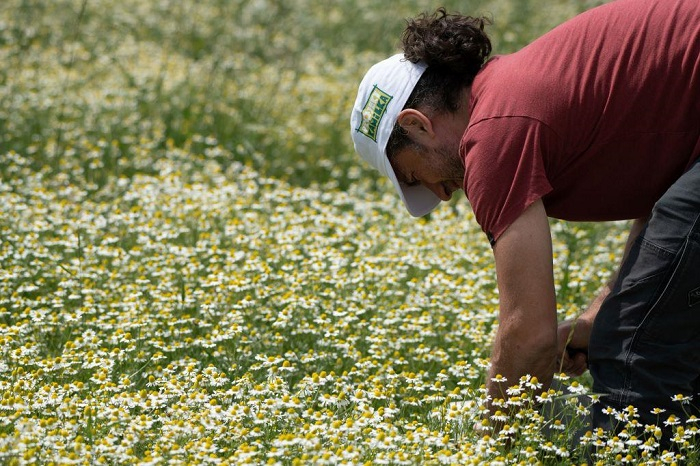 /media/9421/rajec_jannis-samaras_kofola_sběr-heřmánku